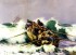 Tuxen laurits  Life boat