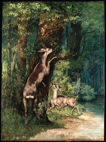 Courbet Gustavo Cervi