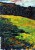 Kandinsky,   Kochel -Alpeggio ai margini del bosco,1902